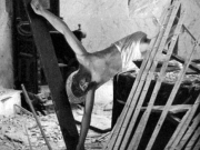 Το εσωτερικό του Ιερού Βήματος του κατεστραμμένου μητροπολιτικού ναού του Αγ. Αχιλλίου από τον σεισμό του 1941 και τους βομβαρδισμούς της κατοχής. Φωτογραφία Γερμανού στρατιωτικού τον Απρίλιο του 1941. Αρχείο Φωτοθήκης Λάρισας