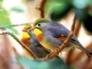 Εξωτικά πουλιά βρίσκουν καταφύγιο στον ζωολογικό κήπο του Τσέστερ