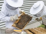Ζημιές το 2023 στη μελισσοκομία