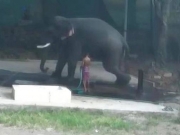 Ελέφαντας καταπλάκωσε και σκότωσε εκπαιδευτή