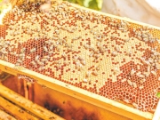 Ερανος κυψελών για πληγέντες μελισσοκόμους