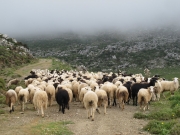 Ζ. ΠΑΡΛΙΤΣΗΣ: Καταρρέει η ελληνική κτηνοτροφία
