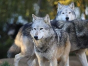 «Ραδιενεργοί» λύκοι του Τσερνομπίλ απειλούν την Ευρώπη