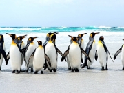 Οι πιγκουίνοι ήταν κάποτε …άλμπατρος